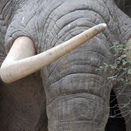 The Bones of Extinction at the Ivory Crush